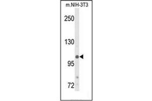 Western blot analysis of Phospho-JMJD2B-pT305 in NIH-3T3 cell line lysates (35ug/lane). (KDM4B anticorps  (C-Term))
