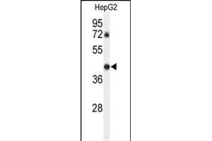 Western blot analysis of DDX39 Antibody (Center ) (ABIN652341 and ABIN2841566) in HepG2 cell line lysates (35 μg/lane). (DDX39 anticorps  (AA 250-277))