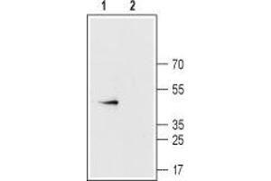 Western blot analysis of rat heart membranes: - 1. (Connexin 43/GJA1 anticorps  (C-Term, Intracellular))