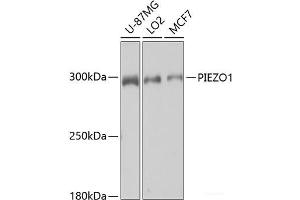 Western blot analysis of extracts of various cell lines using PIEZO1 Polyclonal Antibody at dilution of 1:1000. (PIEZO1 anticorps)