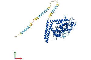 AlphaFold protein structure predicition of Mouse Recombinant Fut8 Protein, UniprotID Q9WTS2