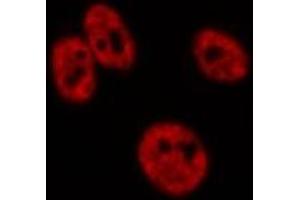 ABIN6276724 staining HepG2?