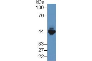 Western blot analysis of Mouse Heart lysate, using Rabbit Anti-Human CKM Antibody (2 µg/ml) and HRP-conjugated Goat Anti-Rabbit antibody (abx400043, 0. (CKM anticorps  (AA 11-367))