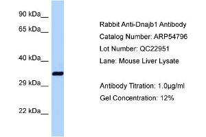 Western Blotting (WB) image for anti-DnaJ (Hsp40) Homolog, Subfamily B, Member 1 (DNAJB1) (C-Term) antibody (ABIN2785889) (DNAJB1 anticorps  (C-Term))