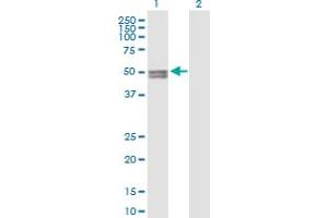 Western Blot analysis of CYP11A1 expression in transfected 293T cell line by CYP11A1 MaxPab polyclonal antibody.