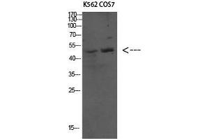 Western Blot (WB) analysis of specific cells using Antibody diluted at 1:1000. (ATG4C anticorps  (N-Term))