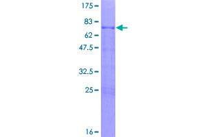 Image no. 1 for GATA Binding Protein 1 (Globin Transcription Factor 1) (GATA1) (AA 1-413) protein (GST tag) (ABIN1354826)