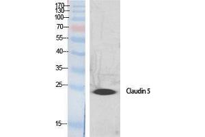 Western Blotting (WB) image for anti-Claudin 5 (CLDN5) (C-Term) antibody (ABIN3174428) (Claudin 5 anticorps  (C-Term))