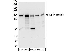 Western Blotting (WB) image for anti-Protein Tyrosine Phosphatase F Interacting Protein 1 (PPFIA1) (AA 550-600) antibody (ABIN7450419)