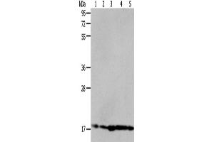 Western Blotting (WB) image for anti-ADP-Ribosylation Factor 6 (ARF6) antibody (ABIN2425526) (ARF6 anticorps)
