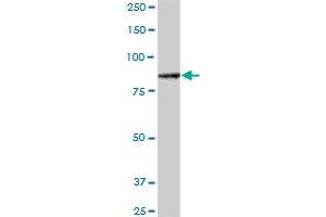 ALS2CL MaxPab polyclonal antibody. (ALS2CL anticorps  (AA 1-953))