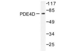 Image no. 1 for anti-phosphodiesterase 4D, cAMP-Specific (PDE4D) antibody (ABIN272057) (PDE4D anticorps)