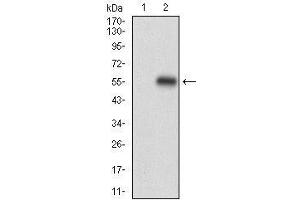 Western blot analysis using PLIN2 mAb against HEK293 (1) and PLIN2 (AA: 286-437)-hIgGFc transfected HEK293 (2) cell lysate.