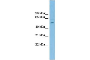 WB Suggested Anti-C2orf30 Antibody Titration: 0.