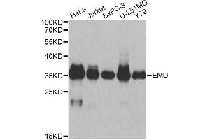Western blot analysis of extracts of various cell lines, using EMD antibody (ABIN6290347) at 1:1000 dilution. (Emerin anticorps)