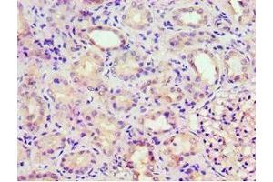 Immunohistochemistry of paraffin-embedded human kidney tissue using ABIN7153302 at dilution of 1:100