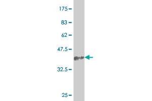 Western Blot detection against Immunogen (33.