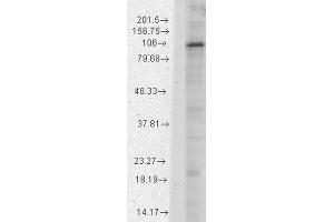 Western Blot analysis of Rat brain membrane lysate showing detection of HCN1 protein using Mouse Anti-HCN1 Monoclonal Antibody, Clone S70-28 . (HCN1 anticorps  (AA 778-910) (Atto 594))