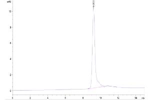 The purity of Cynomolgus IGFBP2 is greater than 95 % as determined by SEC-HPLC. (IGFBP2 Protein (AA 33-325) (His tag))