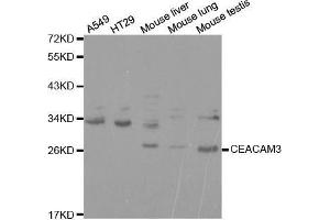 Western blot analysis of extracts of various cell lines, using CEACAM3 antibody. (CEACAM3 anticorps  (AA 1-135))
