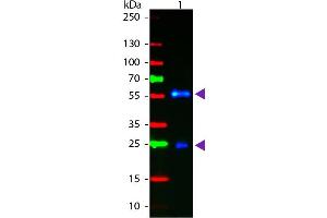 Western blot of Fluorescein conjugated Goat F(ab’)2 Anti-Biotin secondary antibody.