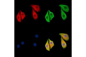 ABIN6260447 and ABIN6279233 staining Hela cells by IF/ICC. (CAPN13 anticorps  (N-Term))
