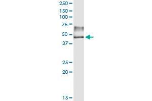 Immunoprecipitation of TBL2 transfected lysate using anti-TBL2 MaxPab rabbit polyclonal antibody and Protein A Magnetic Bead , and immunoblotted with TBL2 purified MaxPab mouse polyclonal antibody (B01P) .
