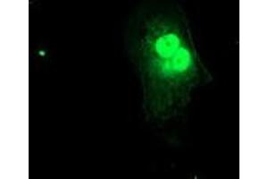 Anti-FXN mouse monoclonal antibody (ABIN2455587) immunofluorescent staining of COS7 cells transiently transfected by pCMV6-ENTRY FXN (RC204880). (Frataxin anticorps)