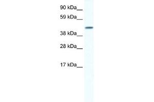 WB Suggested Anti-GJA5 Antibody Titration:  0. (Cx40/GJA5 anticorps  (N-Term))