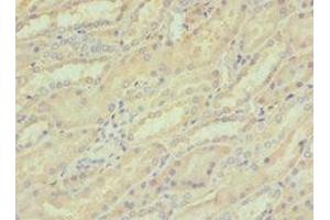 Immunohistochemistry of paraffin-embedded human kidney tissue using ABIN7148815 at dilution of 1:100 (CREB3 anticorps  (AA 1-230))