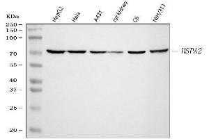 Western blot analysis of HSPA2 using anti-HSPA2 antibody (ABIN3043850). (HSPA2 anticorps  (C-Term))
