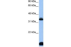 Western Blotting (WB) image for anti-Forkhead Box I3 (FOXI3) antibody (ABIN2459458)