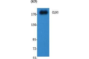 Western Blot (WB) analysis of specific cells using CUX1 Polyclonal Antibody. (CUX1 anticorps  (N-Term))