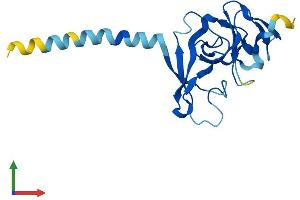 AlphaFold protein structure predicition of Human Recombinant IMMP2L Protein, UniprotID Q96T52