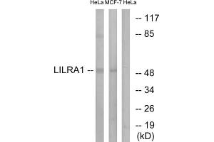 Western blot analysis of extracts from HeLa cells and MCF-7 cells, using LILRA1 antibody. (LILRA1 anticorps  (Internal Region))