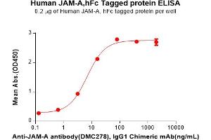 ELISA plate pre-coated by 2 μg/mL (100 μL/well) Human JAM-A Protein, hFc Tag(ABIN7092719, ABIN7272262 and ABIN7272263) can bind Anti-JAM-A antibody, IgG1 Chimeric mAb in a linear range of 3.