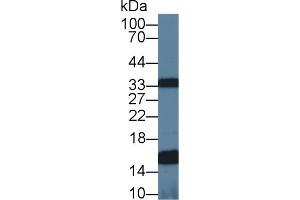 Western Blot; Sample: Mouse Heart lysate; Primary Ab: 1µg/ml Rabbit Anti-Human UQCRB Antibody Second Ab: 0.