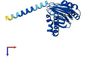 AlphaFold protein structure predicition of Human Recombinant SIGMAR1 Protein, UniprotID Q99720