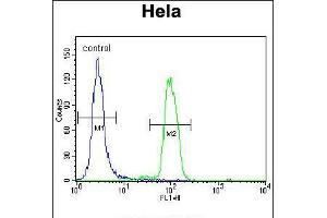 Flow cytometric analysis of Hela cells (right histogram) compared to a negative control cell (left histogram). (MAPK14 anticorps  (C-Term))