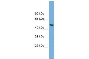 Human HepG2; WB Suggested Anti-ABHD1 Antibody Titration: 0. (ABHD1 anticorps  (Middle Region))