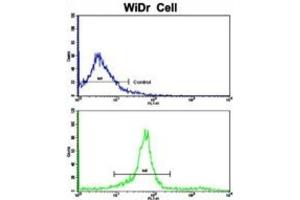 Flow Cytometry (FACS) image for anti-Kinesin Light Chain 1 (KLC1) antibody (ABIN3003845)