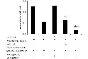 Transcription factor assay of NF-κB p52 from nuclear extracts of HL60 cells or HeLa cells with the specific competitor or non-specific competitor.