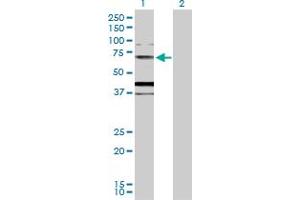 Western Blot analysis of MUC20 expression in transfected 293T cell line by MUC20 MaxPab polyclonal antibody. (MUC20 anticorps  (AA 1-538))