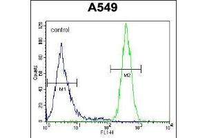 anti-Golgin A2 Pseudogene 5 (GOLGA2P5) (AA 83-112), (C-Term) antibody
