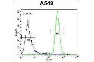 GOLGA2L1 Antibody (C-term) (ABIN654533 and ABIN2844251) flow cytometric analysis of A549 cells (right histogram) compared to a negative control cell (left histogram). (GOLGA2P5 anticorps  (C-Term))