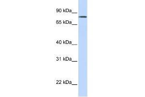 LST-3TM12 antibody used at 1 ug/ml to detect target protein. (LST-3TM12 anticorps  (Middle Region))