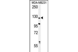 Western blot analysis of PHL Antibody (C-term) (ABIN652395 and ABIN2841923) in MDA-M cell line lysates (35 μg/lane). (PHLPP2 anticorps  (C-Term))