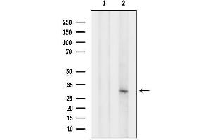 Western blot analysis of lysates from HepG2 cells, using PTGES2 Antibody.