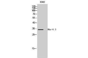 Western Blotting (WB) image for anti-NK6 Homeobox 3 (NKX6-3) (Internal Region) antibody (ABIN3185920) (NK6 Homeobox 3 anticorps  (Internal Region))
