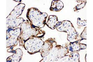 Anti-Annexin A1 antibody, IHC(P) IHC(P): Human Placenta Tissue